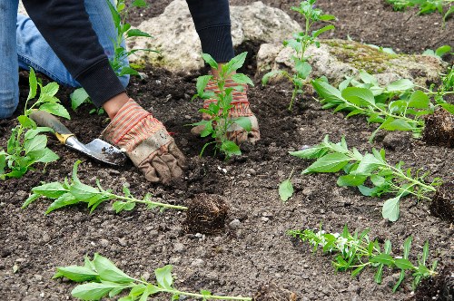 Pruning and hedge trimming in a Farringdon garden
