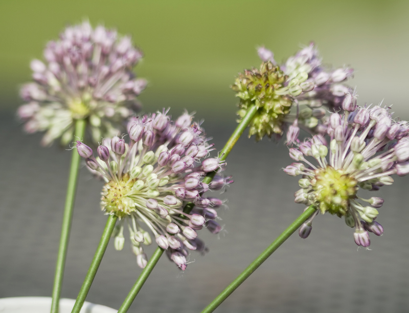 garden design landscape design