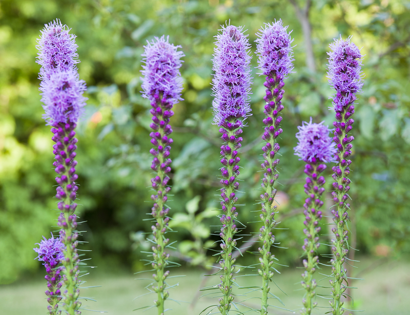 Garden plants