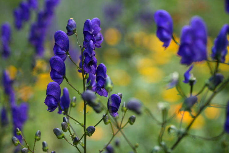 garden hedges